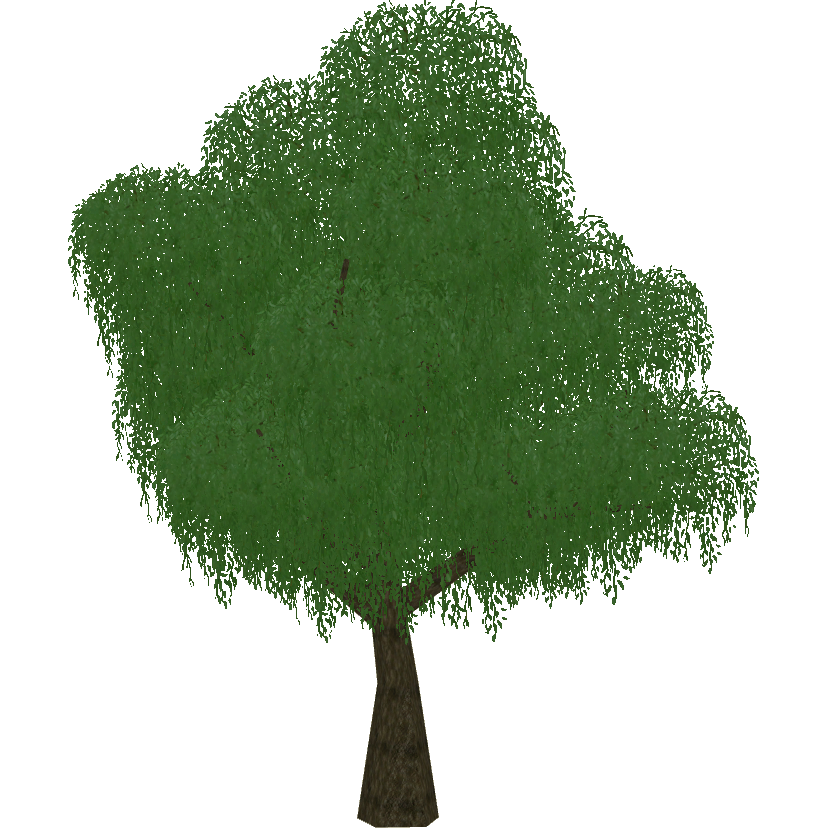 Salix babylonica - Wikipedia
