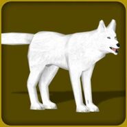 Arctic Wolf