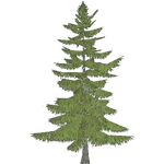 Yellow Cedar Tree (Demon Hunter)