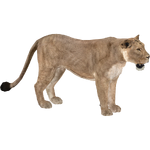 Asiatic Lion (Yukon)
