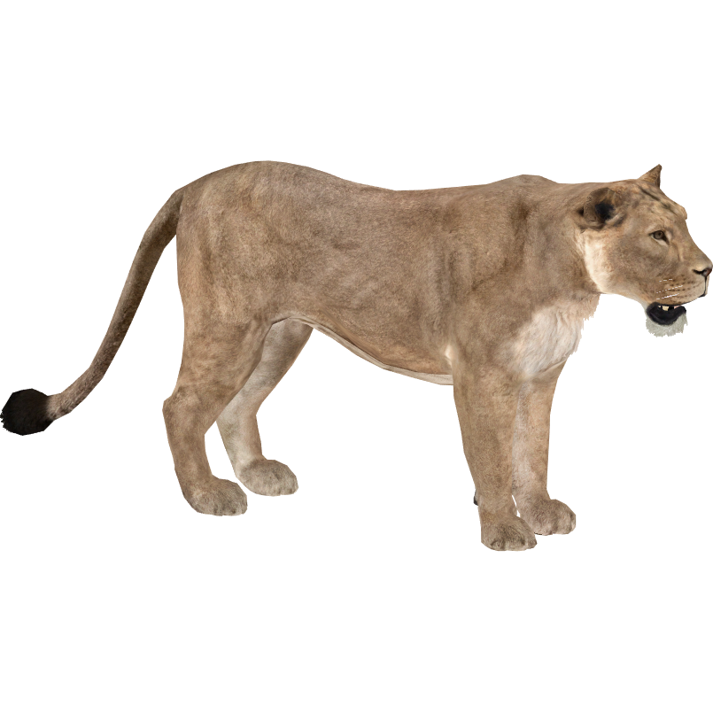 Zoo Tycoon 3: Asiatic Lion 