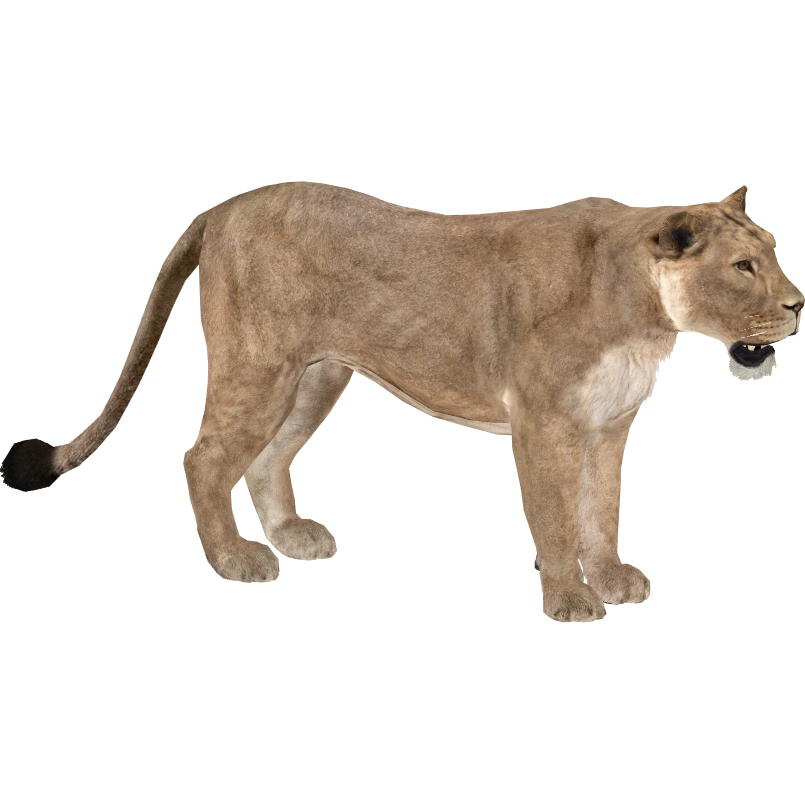 その他 Lion Asiatic Lion (TheCapedDetective) | ZT2 Download Library Wiki | Fandom