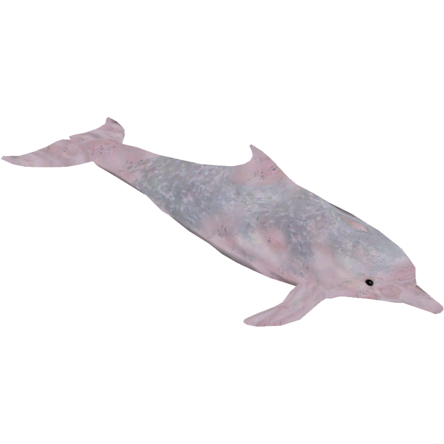 アイドル dolphin The Dodo on X: 