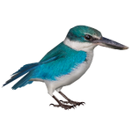 Collared Kingfisher (Nessich)