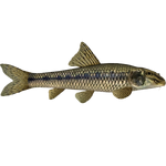 Common Gudgeon (PaJaS30)