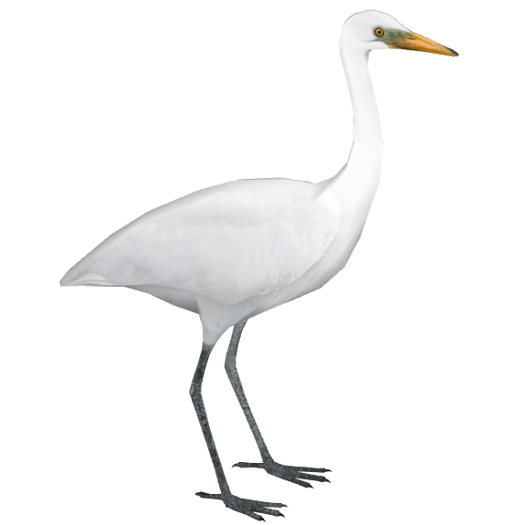 Intermediate Egret