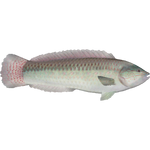 Multicolorfin Rainbow Fish (Dycki1231)