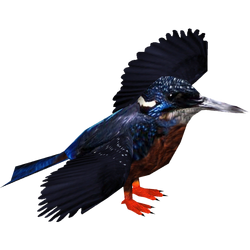 Category:Kingfishers & Hornbills | ZT2 Download Library Wiki