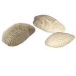 Clams (Narukota)