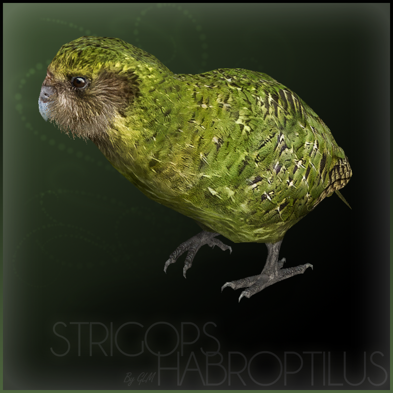 kakapo  Kakapo (Jannick) | ZT2 Download Library Wiki | Fandom