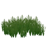 Shoal Grass (Fauna) (175 KB) Shoal Grass (Fauna)