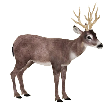 Black-tailed Deer (Tamara Henson) | ZT2 Download Library Wiki | Fandom