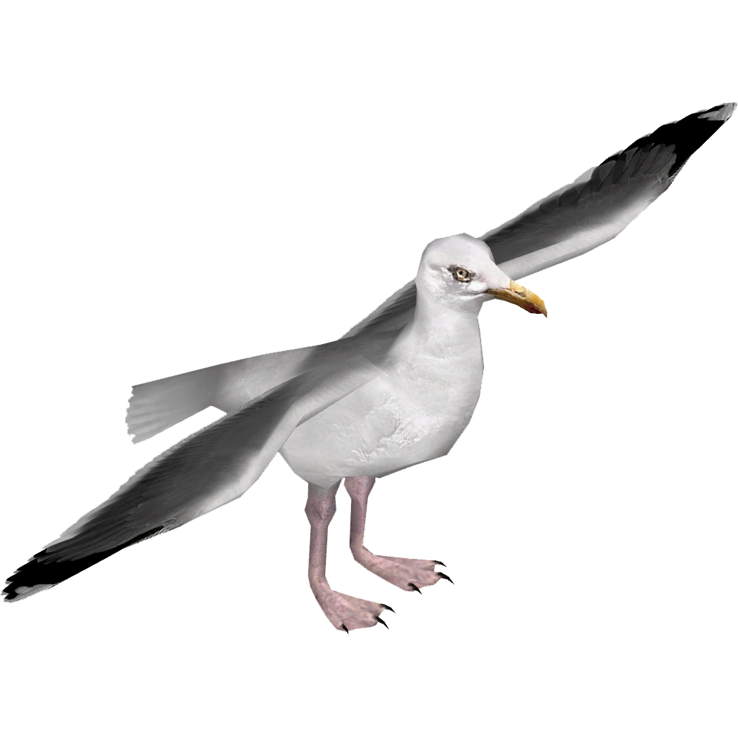 European Herring Gull (Ulquiorra) ZT2 Download Library Wiki Fandom