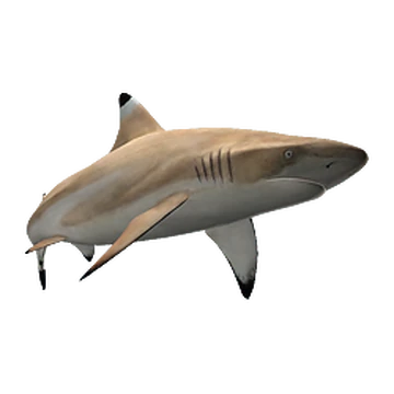 Blacktip Reef Shark (Aurora Designs) | ZT2 Download Library Wiki