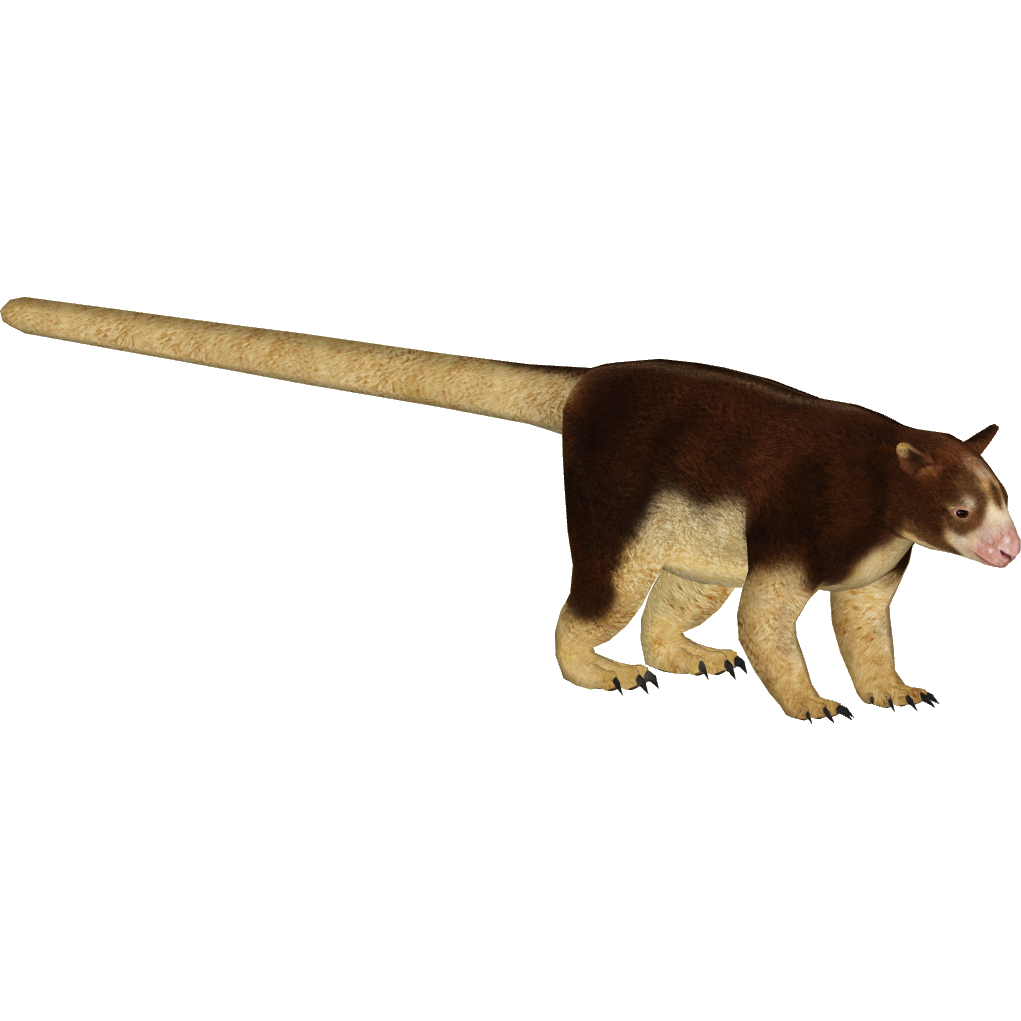 https://static.wikia.nocookie.net/zt2downloadlibrary/images/0/0f/Matschie%27s_Tree_Kangaroo_%28MiBound%295.png/revision/latest?cb=20150902155342