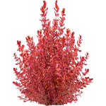 Rotala macrandra "Red" (PaJaS30) (1,004 KB) Rotala macrandra "Red" (PaJaS30)
