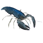 Blue Crayfish (Flish)