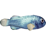 Devils Hole Pupfish (Whalebite)