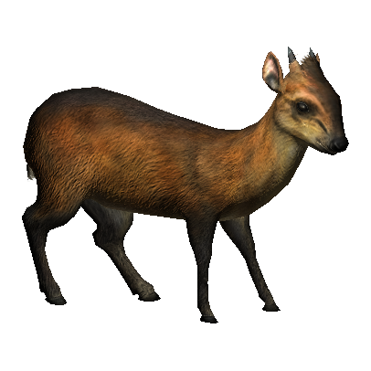 Red-flanked duiker - Wikipedia