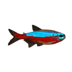 Cardinal Tetra (Thom)