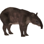 Cope's Tapir (Demon Hunter)