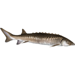 Shortnose Sturgeon (Flish)