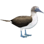 Blue Footed Booby (Whalebite)