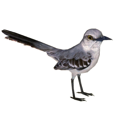 Northern Mockingbird (Tamara Henson) | ZT2 Download Library