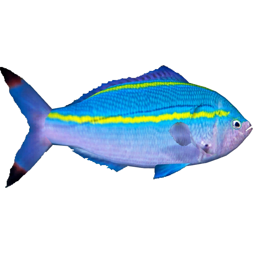 Double-lined Fusilier (Dycki1231) | ZT2 Download Library Wiki | Fandom