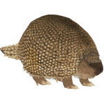 Glyptodon (Demon Hunter)