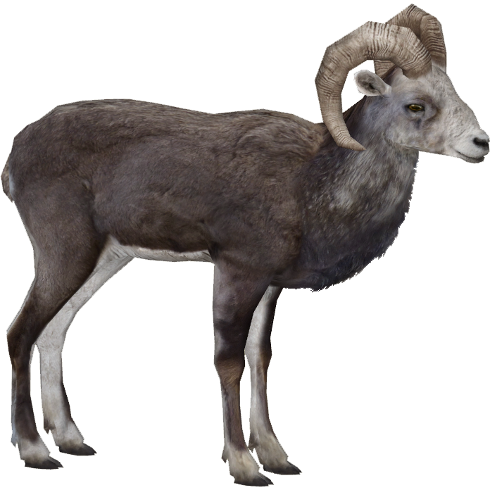 Dall Sheep (MiBound) | ZT2 Download Library Wiki | Fandom