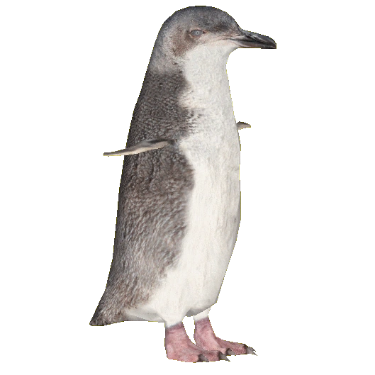 White-flippered Penguin (Samuel) | ZT2 Download Library Wiki | Fandom