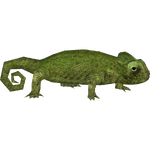 Common Chameleon (Hispa Designs)