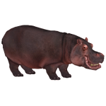 Hippopotamus (stewe90)