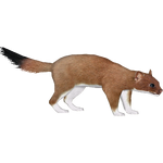 Stoat (Lgcfm)