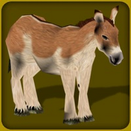 Onager