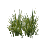 Amazon Swordplant (Z-Studio)/Version 1