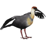 Black-faced Ibis (Bunteriro)