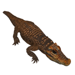 Abanda Cave Crocodile (Acinonyx Jubatus)