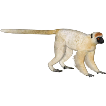 golden crowned sifaka