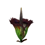 Titan Arum (Bohemian Rhapsody)