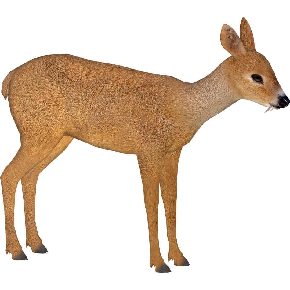 Water Deer (Elephant) | ZT2 Download Library Wiki | Fandom