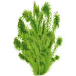 Egeria najas (PaJaS30) (494 KB) Egeria najas (PaJaS30)