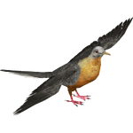 Passenger Pigeon (Maximilian & Samuel)