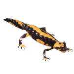 Fire Salamander (Terrena Laxamentum)