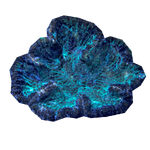 Blue-green Coral (Aurora Designs)