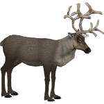 Caribou (Dedennedillo) (498 KB) Caribou (Dedennedillo)