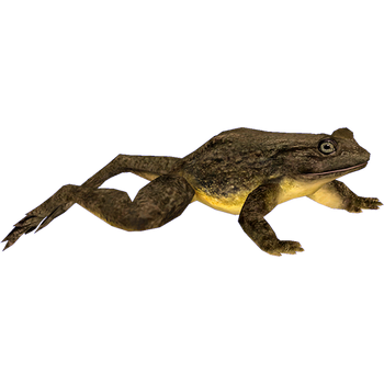 Frog1