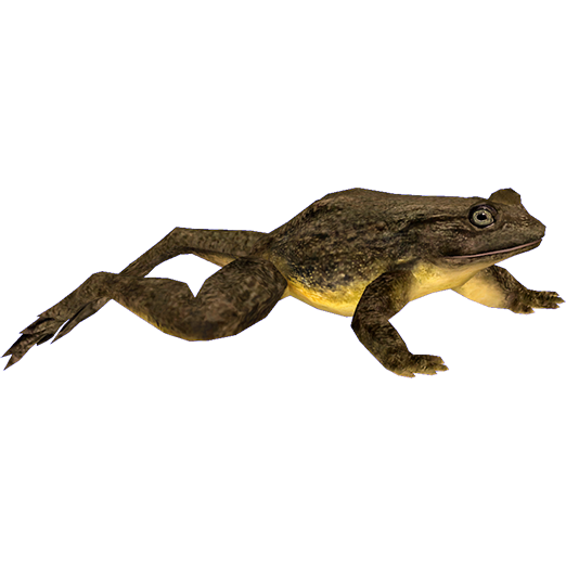 goliath frog