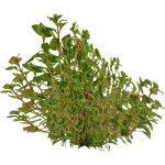 Ludwigia palustris (PaJaS30) (843 KB) Ludwigia palustris (PaJaS30)